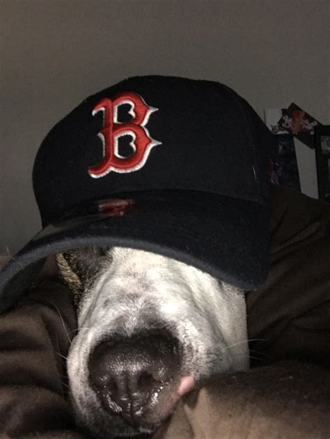 Doggo Sleeping In His Hat Cuties Overload