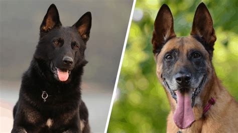 Belgian Malinois Vs German Shepherds Whats The Difference Doggowner