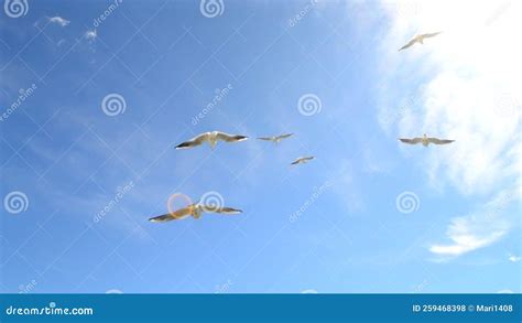 Soaring Seagulls In The Sky White Sea Gulls Flying In Blue Sky On