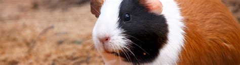 Petland pets make life better! Small animals for sale - Petland Bolingbrook, Illinois