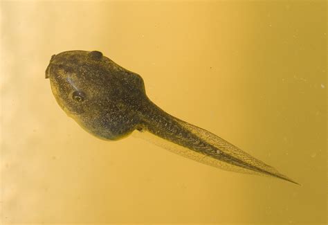 Filelitoria Ewingii Tadpole Wikipedia