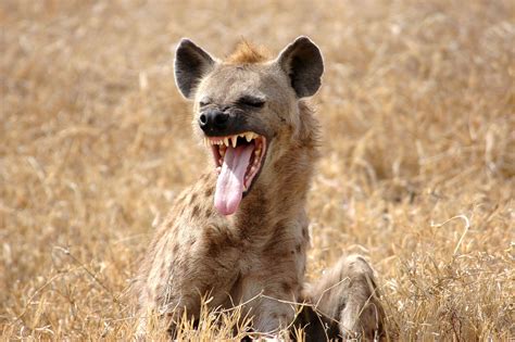 Pin By John Veland On Animals Lions And Hyenas Hyena Animals
