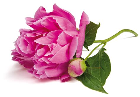 Check spelling or type a new query. Ask the Professionals: What's your Favorite Plant ...