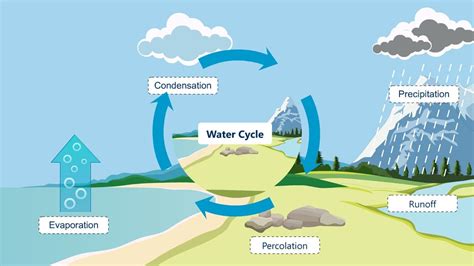 What Is The Second Step In The Water Cycle Caroline Has Villanueva