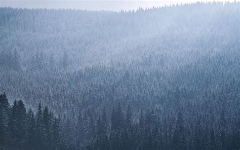Download Wallpaper 3840x2400 Spruce Trees Forest Fog Sky 4k Ultra