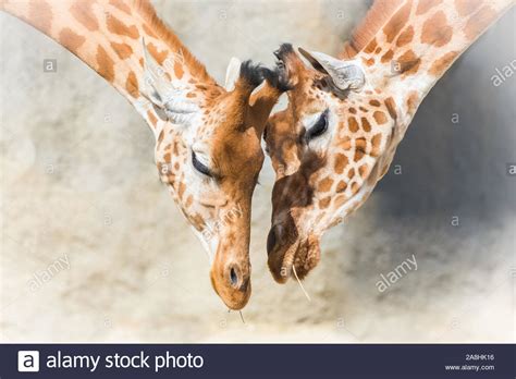 Giraffe Mother And Baby Cute Hi Res Stock Photography And Images Alamy