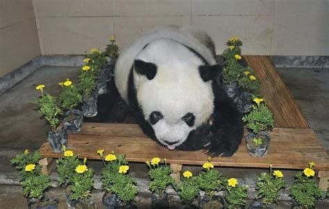Worlds Oldest Captive Panda Dies The Asian Age Online Bangladesh