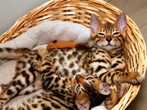 Marble Bengal Cat The Most Beautiful Companion For Home Animal Your