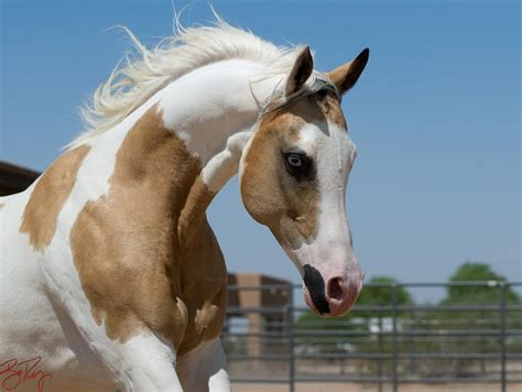 Paint horse with blue eyes portrait on green background. Absolutely Gorgeous!!!!! Amazing!!!! Stunning!!! | And Her Horse | Pinterest | Horse and Palomino