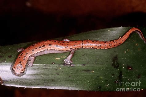 Mexican Palm Salamander Photograph By Dante Fenolio