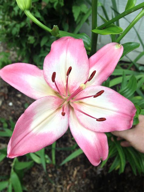 Types Of Lily Flowers And Meanings The Plant Will Live Much Longer