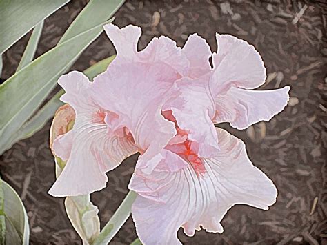 Pink Iris By Lillianhibiscus Redbubble