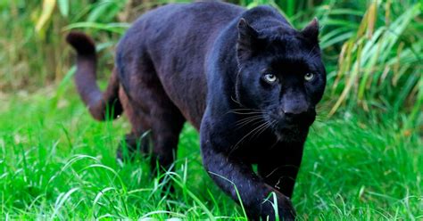 Once black panther's armor is in your clutches, all you have to do is complete the challenge. Is there a black panther loose in the countryside? New ...