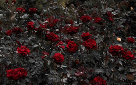 Download Wallpaper 3840x2400 Roses Red Flowerbed Flowering Stems