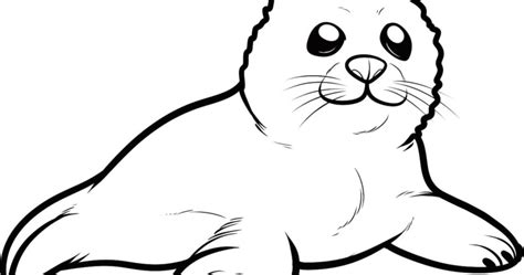 Harp Seal Drawing Free Download On Clipartmag