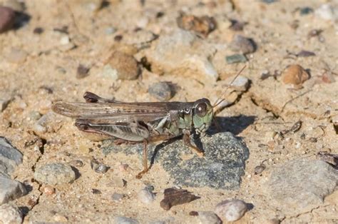 Migratory Grasshopper Melanoplus Sanguinipes Insects Of Iowa