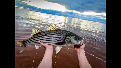 Beach Fishing For Striped Bass On Prince Edward Island Youtube