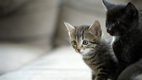 Black Cat And Black And Gray Kitten Hd Kitten Wallpapers Hd