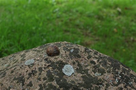 Premium Photo Dried Up Snail Stuck To Stone Wall