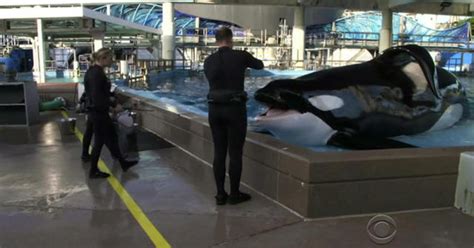 Seaworld Killer Whale Tilikum Dead Cbs News