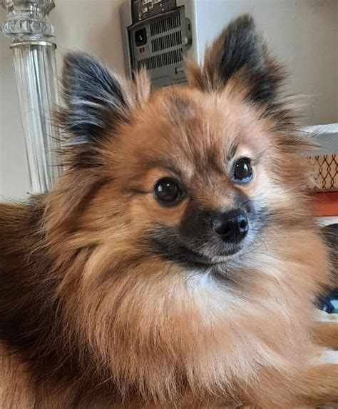 Dog For Adoption Foxy A Pomeranian In Maineville Oh Petfinder