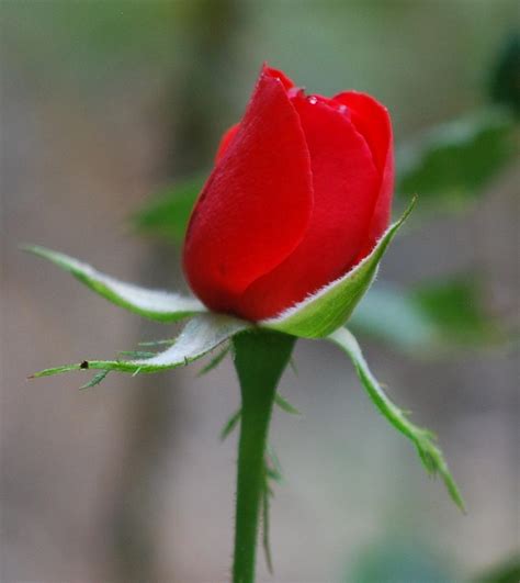 Red Rose Bud Photograph By Jo Ann Gard