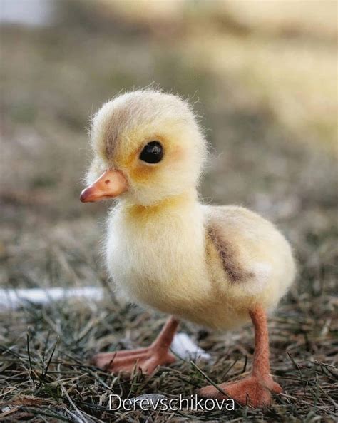 The 100 Cutest Animals Of All Time List Inspire Baby