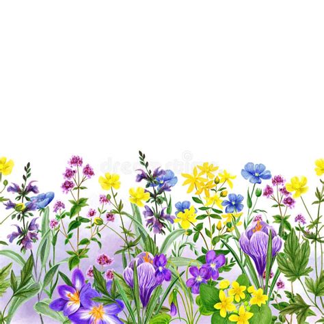 Watercolor Seamless Border Field Wild Flowers And Herbs Hand Drawn
