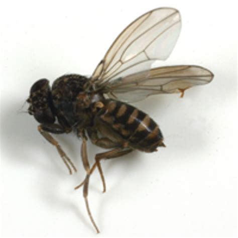 New Agrilife Extension Fact Sheet Gives Buzz On Indoor Flies Agrilife