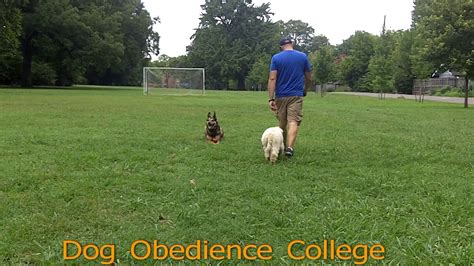 Kirby Goldendoodle Off Leash Training Dog Obedience College Youtube