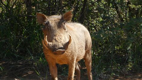Warthog South Africa Safari Free Photo On Pixabay Pixabay