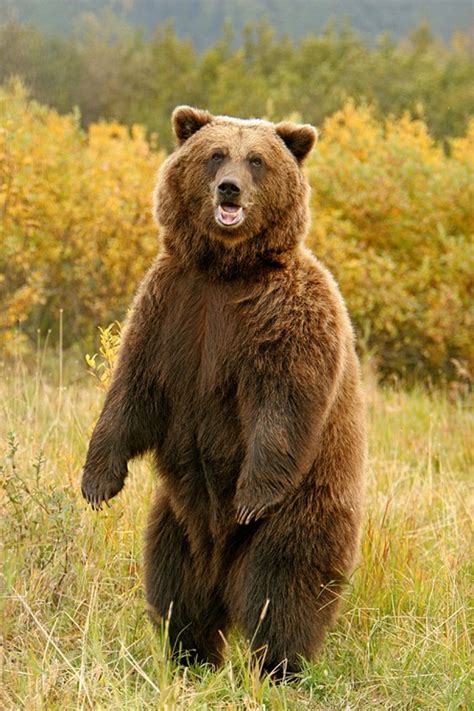 Interesting Facts About Kodiak Bears Just Fun Facts