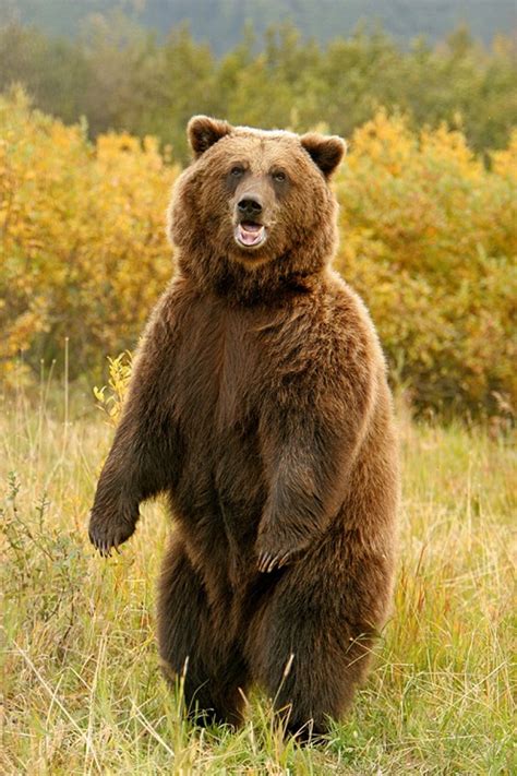The skinny on kodiak bears. Interesting facts about Kodiak bears | Just Fun Facts