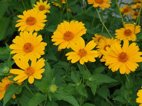 Tuscan Sun Heliopsis Knechts Nurseries And Landscaping