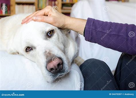Woman Stroking A Tender Dog In Her Home Stock Image Image Of Gentle