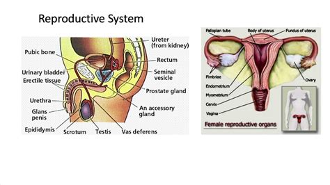 Female Reproductive System Diagram Educative Diagrams The Female Gambaran