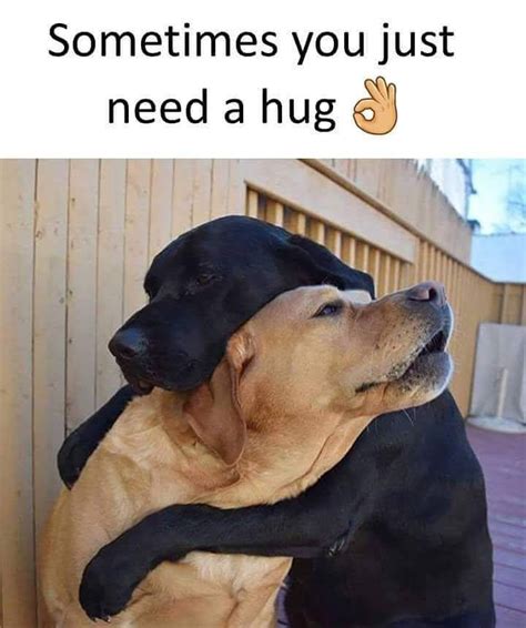 Hugs Are Everything Funny Animal Pictures Cute Funny Animals Funny