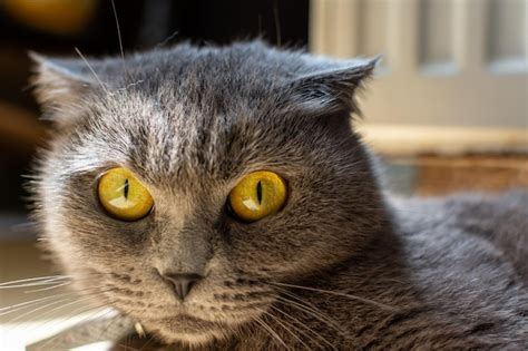 Premium Photo Grey Cat With Yellow Eyes British Breed