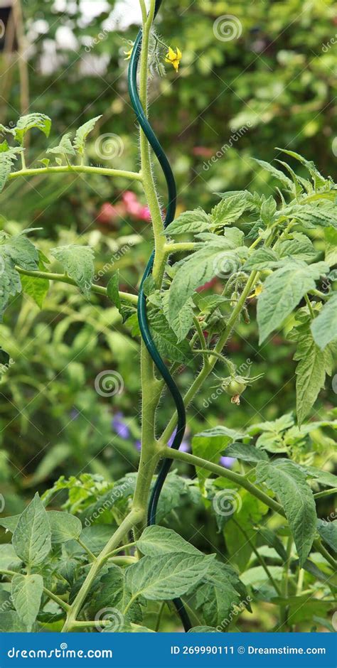 Spiral Stakes For Tomato Plants In A Vegetable Garden Stock Image