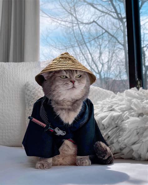 Abandoned Cat Finds A New Home Becomes An Instagram Sensation With Its