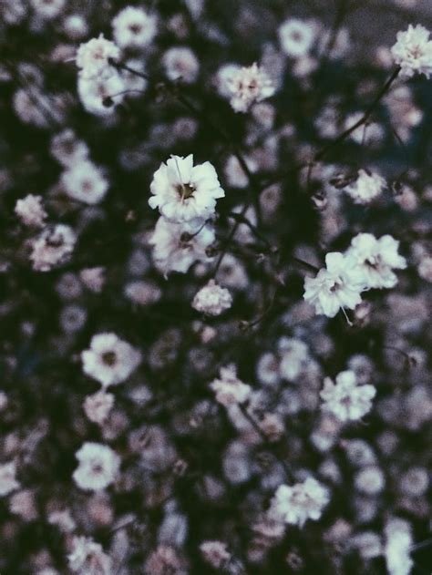 Estética Tumblr Imperfectamente Perfecto Grunge Flowers Fondo De