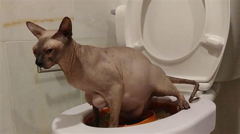 Pregnant Sphynx Cat Use Human Toilet 🚻🙈 Youtube