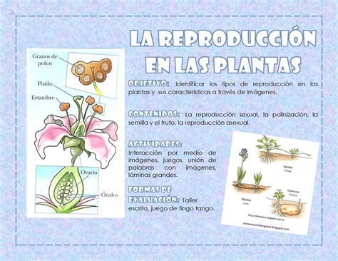 Conoce La Sorprendente Reproducción De Las Plantas Y Aprende Sus Procesos