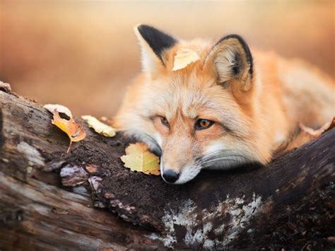 Desktop Wallpaper Cute Red Fox Animal Wallpaper Hd Image Picture