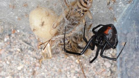 These arachnids became infamous after the gulf war. Black Widows Hatching (emerging from egg sac) - YouTube