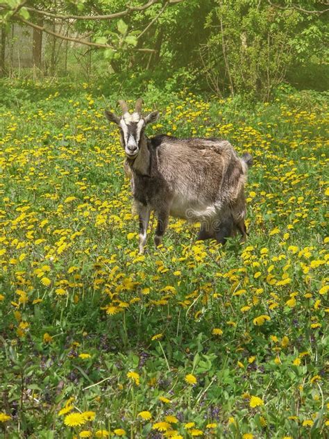 Brown Goat Walking On The Meadow Goat Eating Grass In Farm Stock Photo