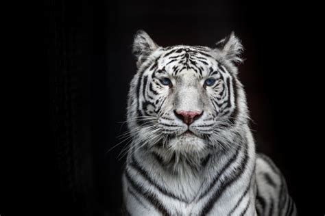 Organ Arunca Praf N Ochi Ncrezut White Tiger Texture L Ime Actri
