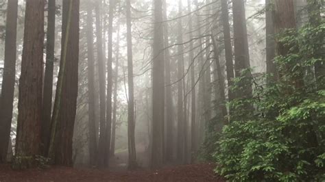 Foggy Redwood Regional Park Hike Youtube