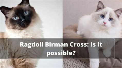 Birman Vs Ragdoll Comparison Guide In 2022 Oxford Pets