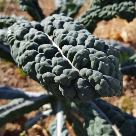 Edible Eden Baltimore Foodscapes— Kales